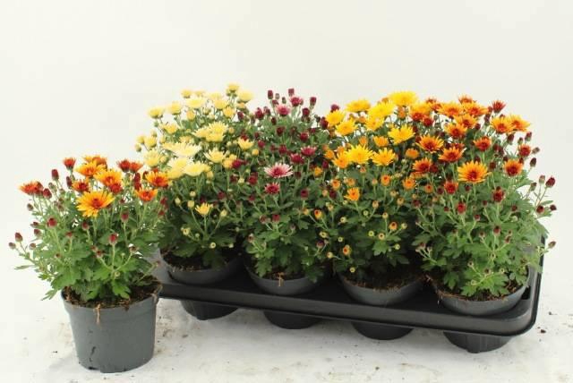 <h4>CHRYS GARDEN MUMS GM</h4>