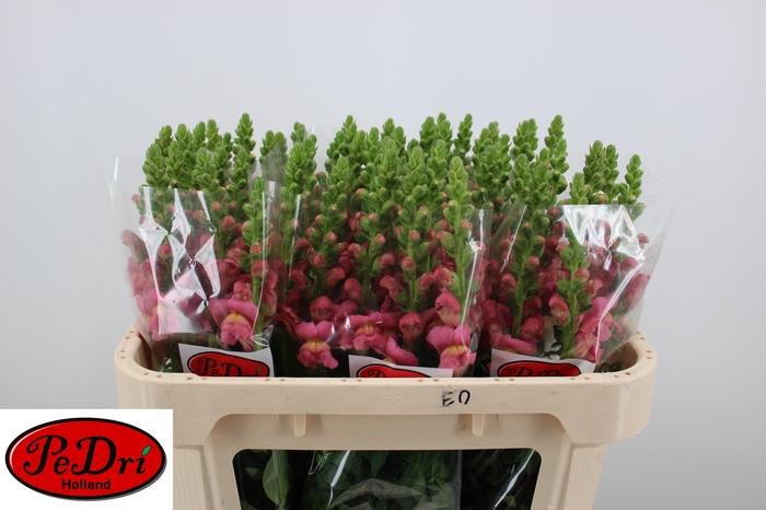 <h4>Antir Antibes Rose</h4>