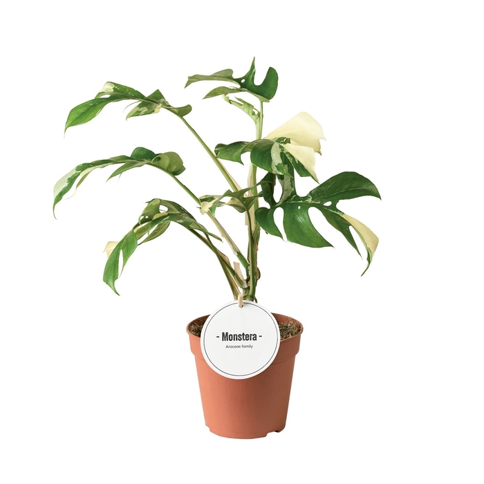 <h4>Monstera</h4>