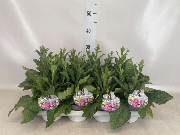 <h4>Digitalis  'Pink Panther'</h4>