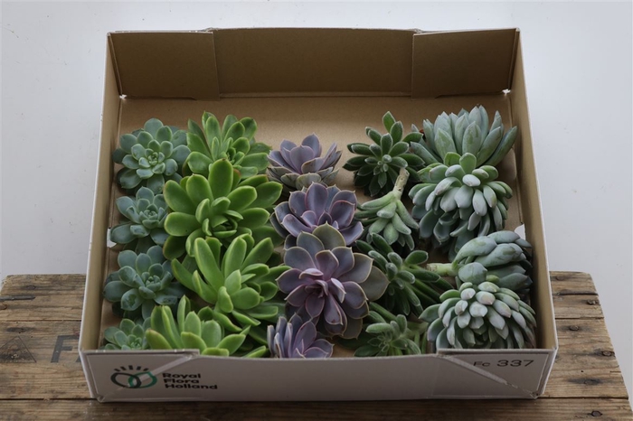 <h4>Echeveria Gemengd Klein X20</h4>