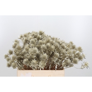 Eryn Supernova Kl Bh Platina