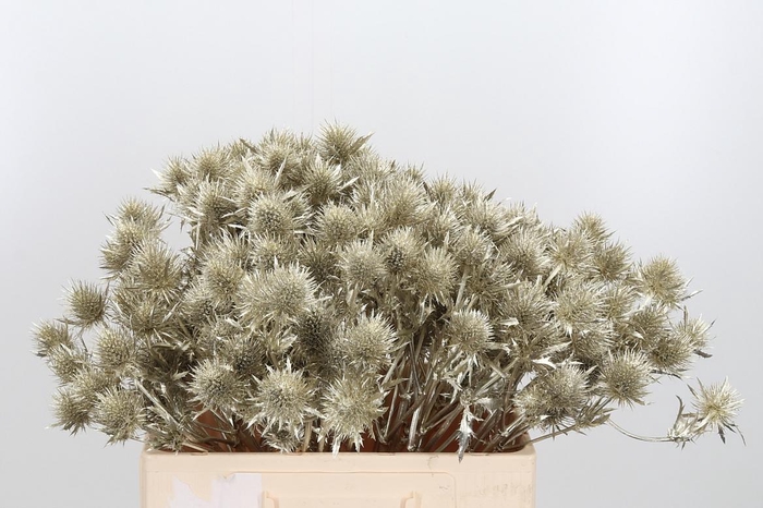 <h4>Eryn Supernova Kl Bh Platina</h4>