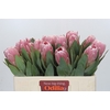Protea Penny Pink