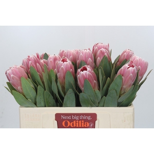 Protea Penny Pink