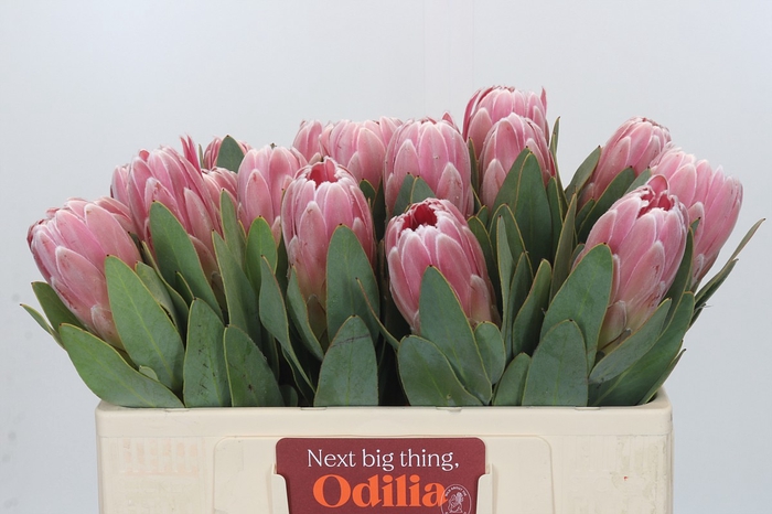 Protea Penny Pink