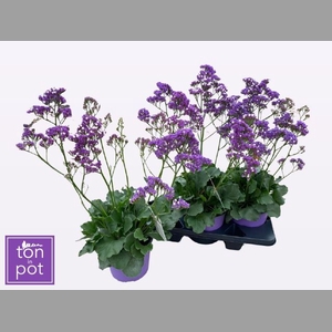 Limonium  'Salt Lake'