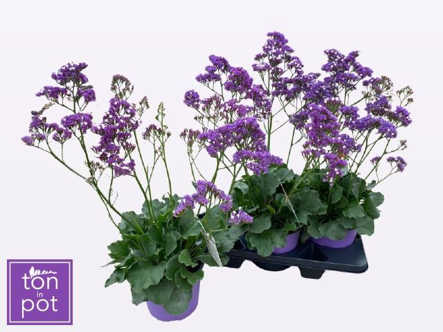 <h4>Limonium  'Salt Lake'</h4>