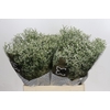 Limonium sinensis Clear Diamond