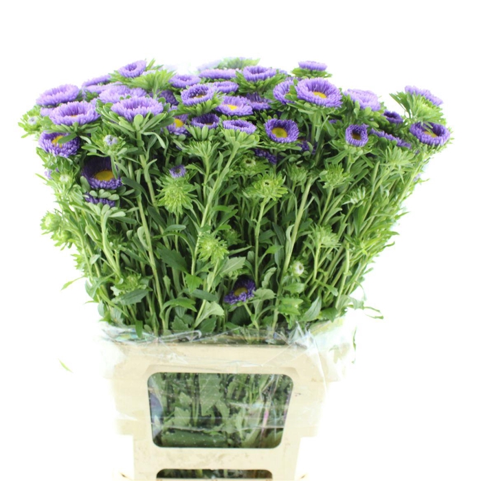 <h4>Callis Mats Light Blue Super</h4>
