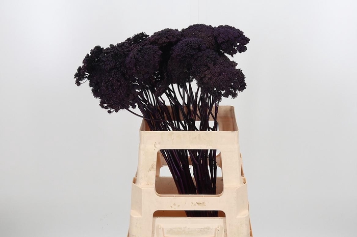 <h4>Ammi Zaad Kl Bh Aubergine</h4>