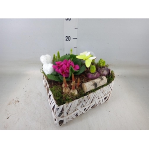 Arr.   Bol/Knolgewas L%