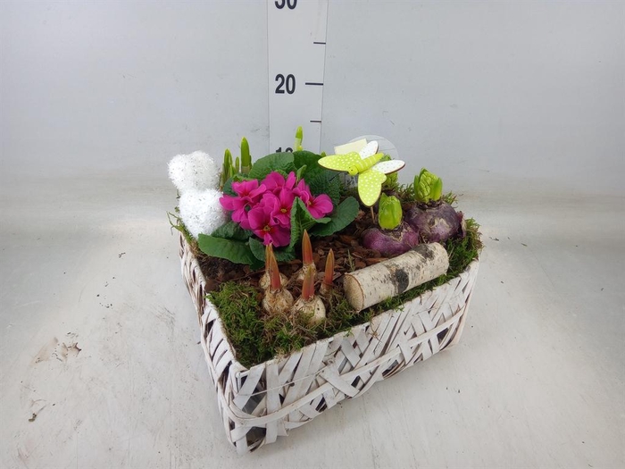 <h4>Arr. Bol/Knolgewas L%</h4>