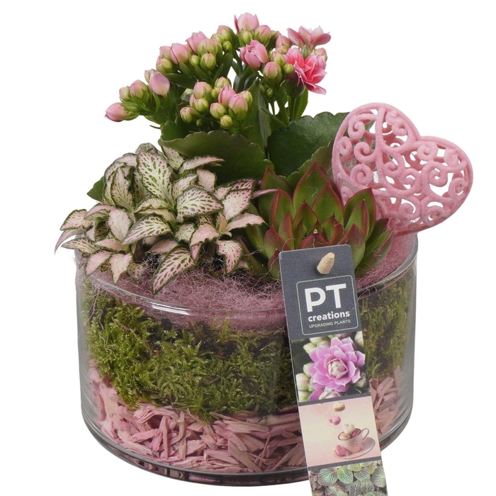 <h4>Arr. Planten L%</h4>