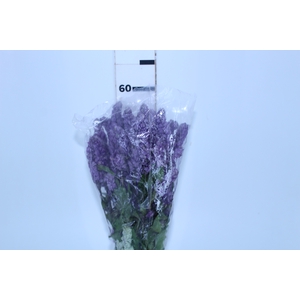 CAMARAO LILAS 050 CM