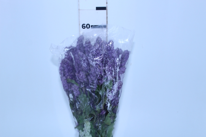 CAMARAO LILAS 050 CM