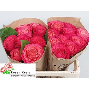 R GR WINDSOR CHARME+