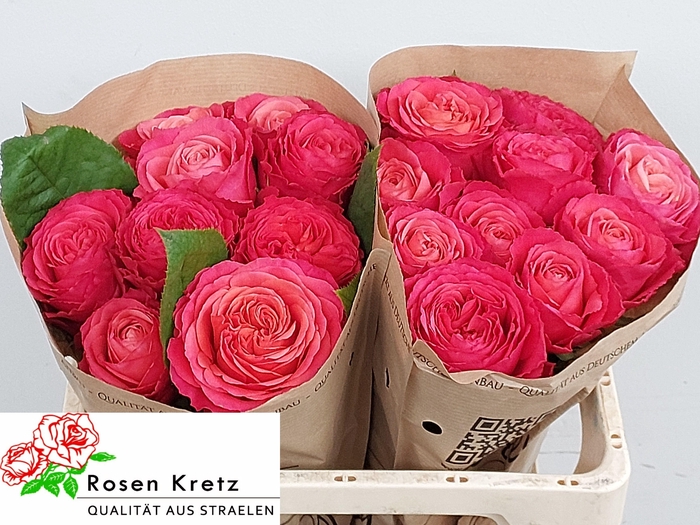 <h4>R GR WINDSOR CHARME+</h4>