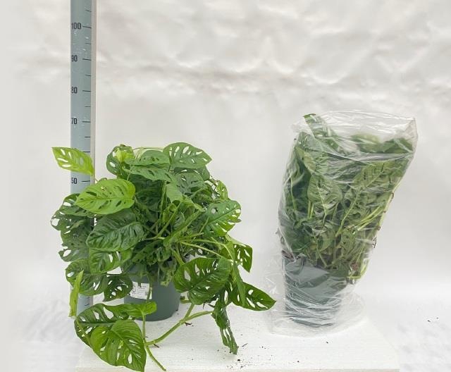 <h4>MONSTERA ADANSONII</h4>