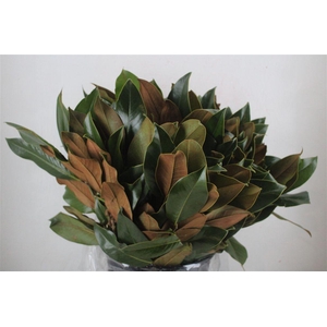 Magnolia Leaves P Bunch
