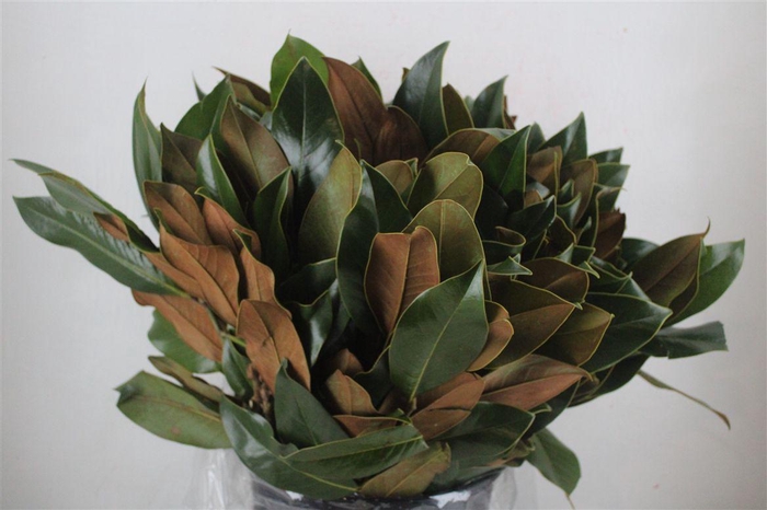 <h4>Magnolia Leaves P Bunch</h4>