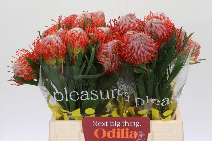 <h4>Nutans Tango</h4>