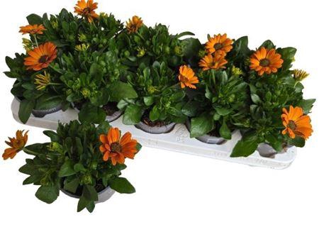 <h4>Osteo Fp Orange</h4>