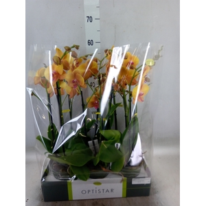 Phalaenopsis   ...orange