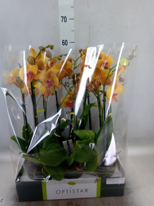 <h4>Phalaenopsis   ...orange</h4>
