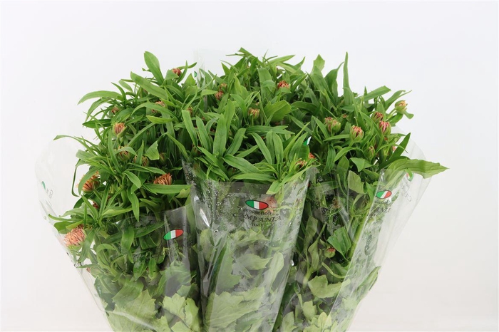 <h4>Ran Moderna Salmon</h4>