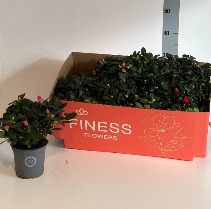 <h4>RHODO SI VOGEL GEM</h4>