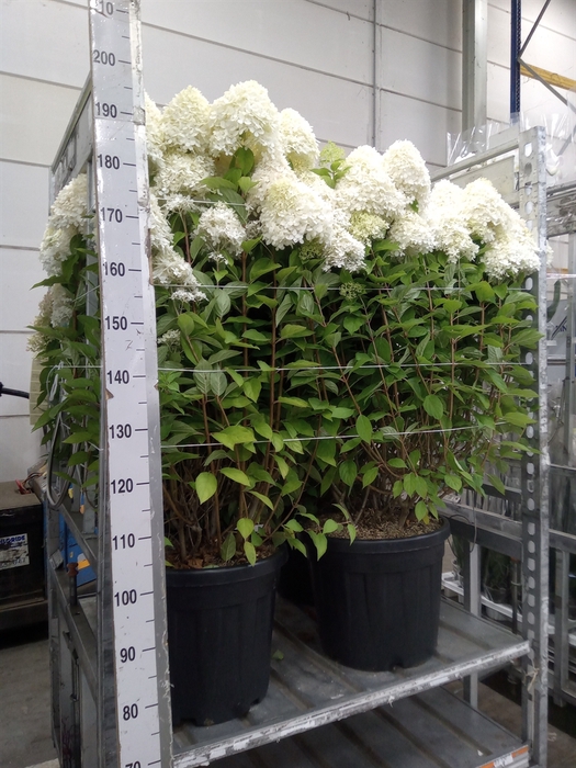 <h4>Hydrangea pan. 'Limelight'</h4>