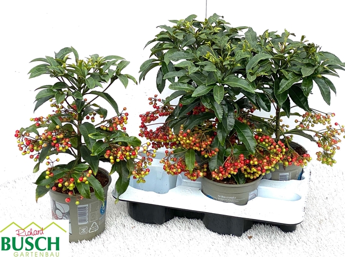 <h4>ARDIS CRENATA</h4>