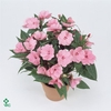 Impatiens NG 'Tamarinda Pink'