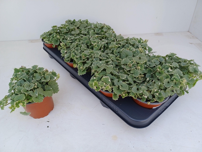 <h4>GLEC HEDERACEA</h4>