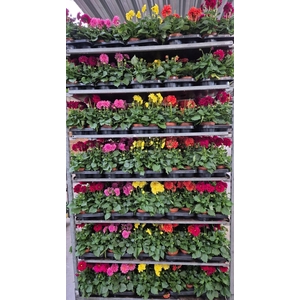 DAHLIA MIXK 5 KL