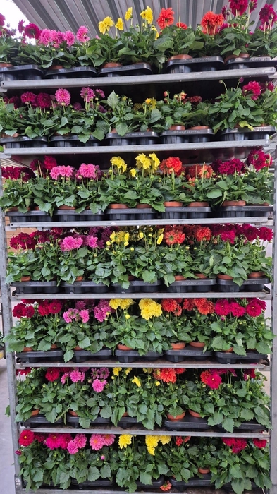 <h4>DAHLIA MIXK 5 KL</h4>