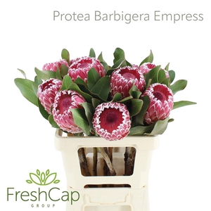 Protea Barbigera Empress