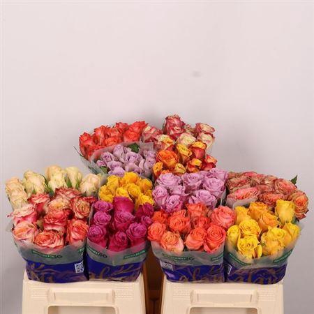 <h4>R Gr Gem In Fust</h4>