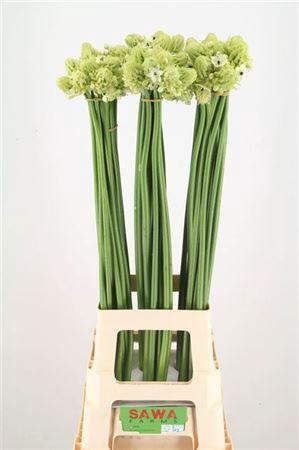 <h4>Ornit Saundersiae</h4>