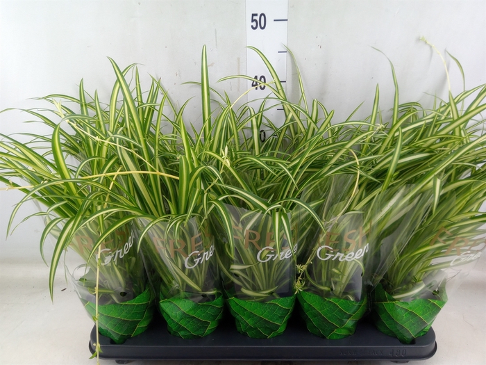 <h4>Chlorophytum  'Atlantic'</h4>