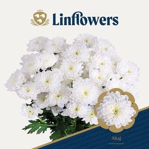 CHRYSANTHEMUM TR 'ALTAJ'