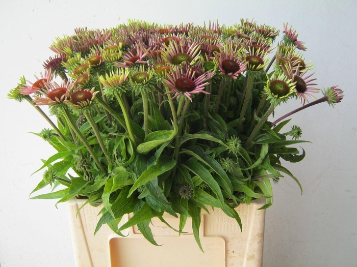 <h4>ECHINACEA PURPUREA ECHI PURPUREA</h4>