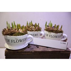 arr8 Bolbloemen In Xxl Kop & Schotel