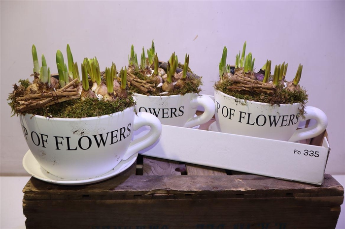 <h4>arr8 Bolbloemen In Xxl Kop & Schotel</h4>