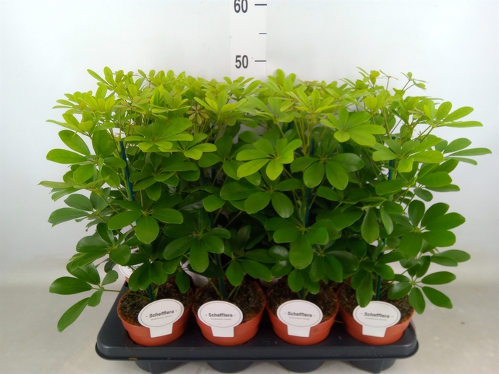 <h4>Schefflera arbor. 'Nora'</h4>