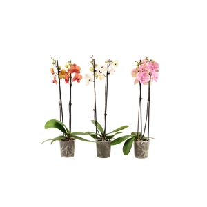 Phal Mix 2T14+