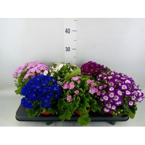 Pericallis cr. 'Star Wars'