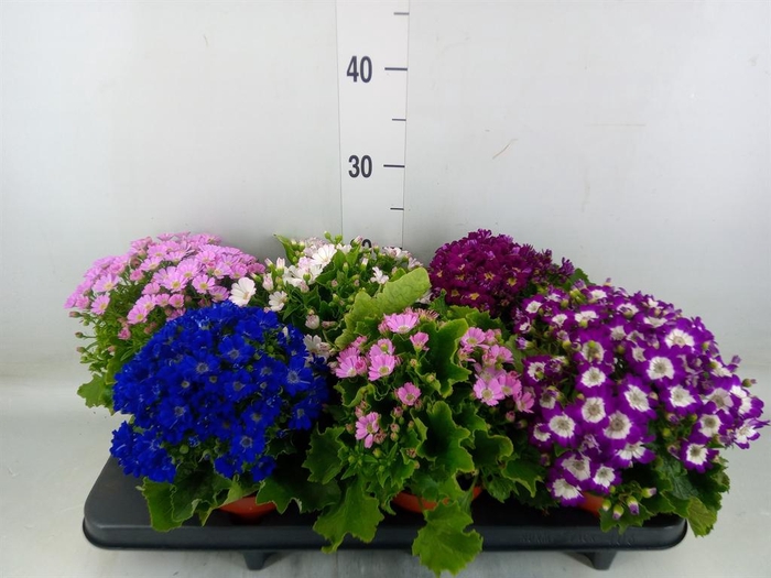 <h4>Pericallis cr. 'Star Wars'</h4>