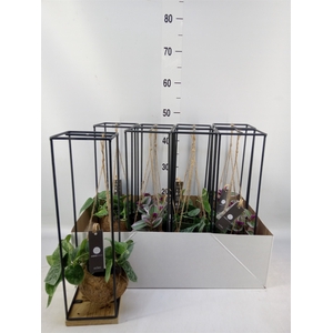 Planten Groen   ...mix  3